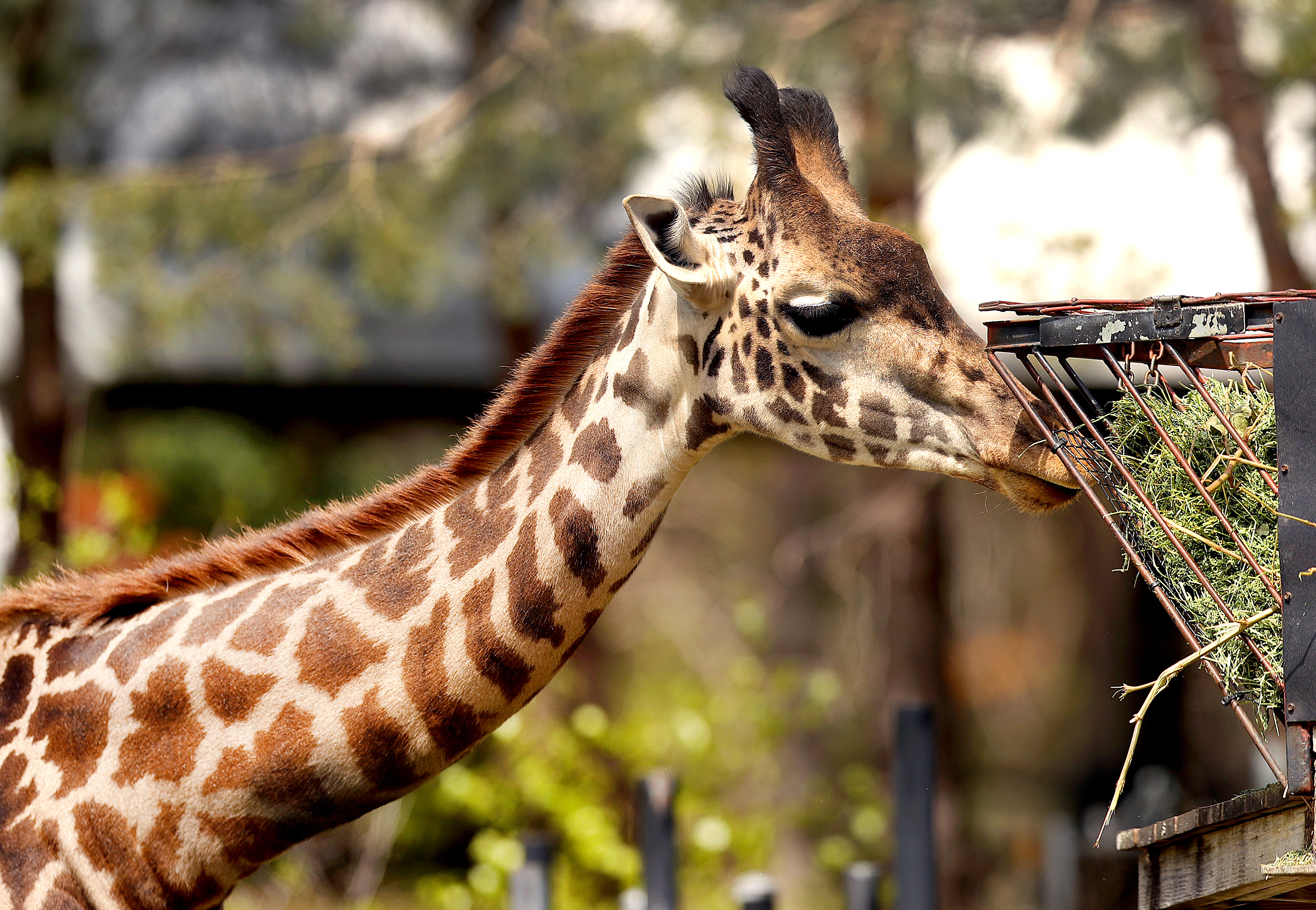 Giraffes, like this one at the Franklin Park Zoo, do not take well to noise disturbances, according to one expert.