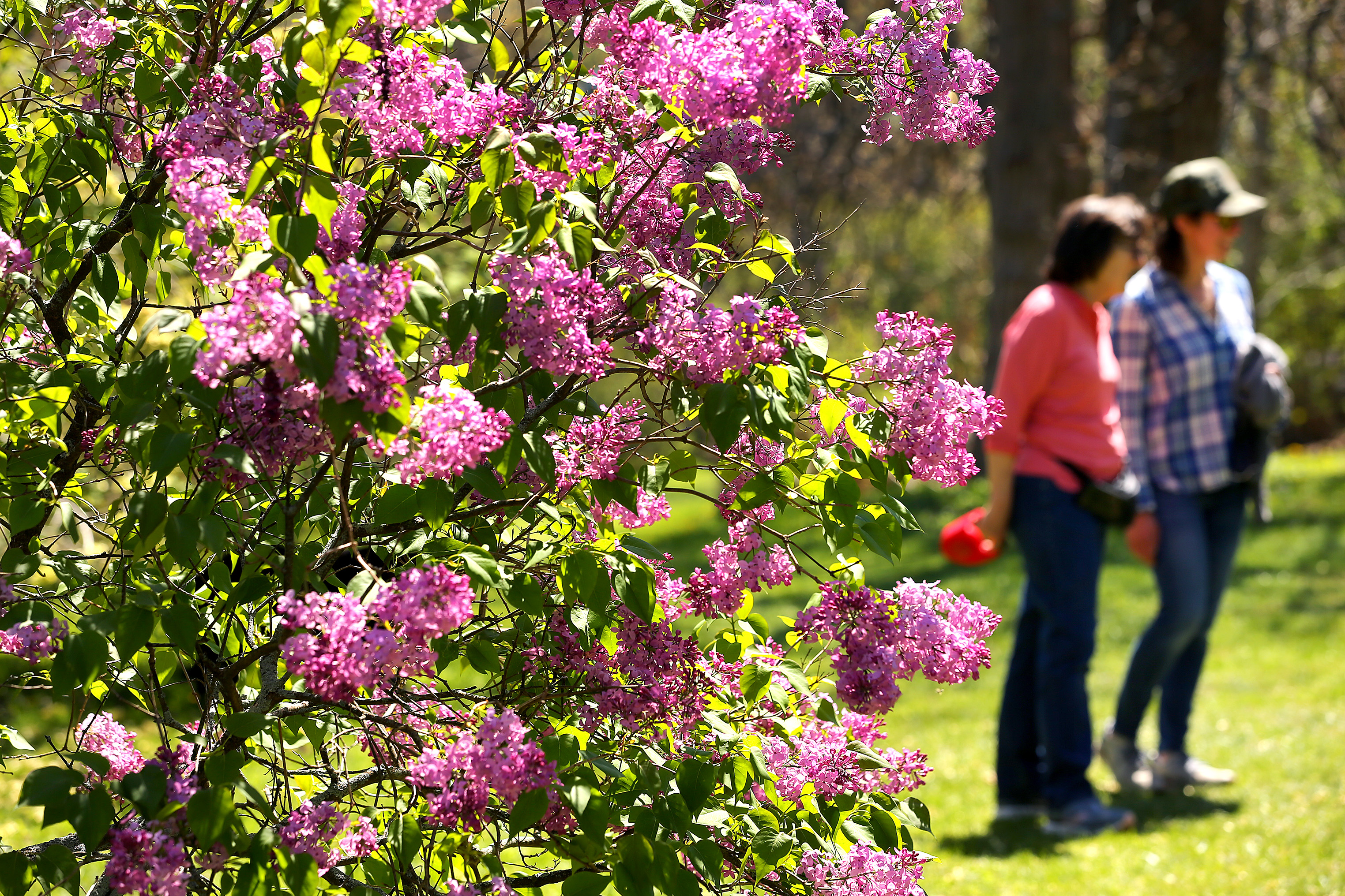 Lilacs in full bloom in May at the Arnold Arboretum.