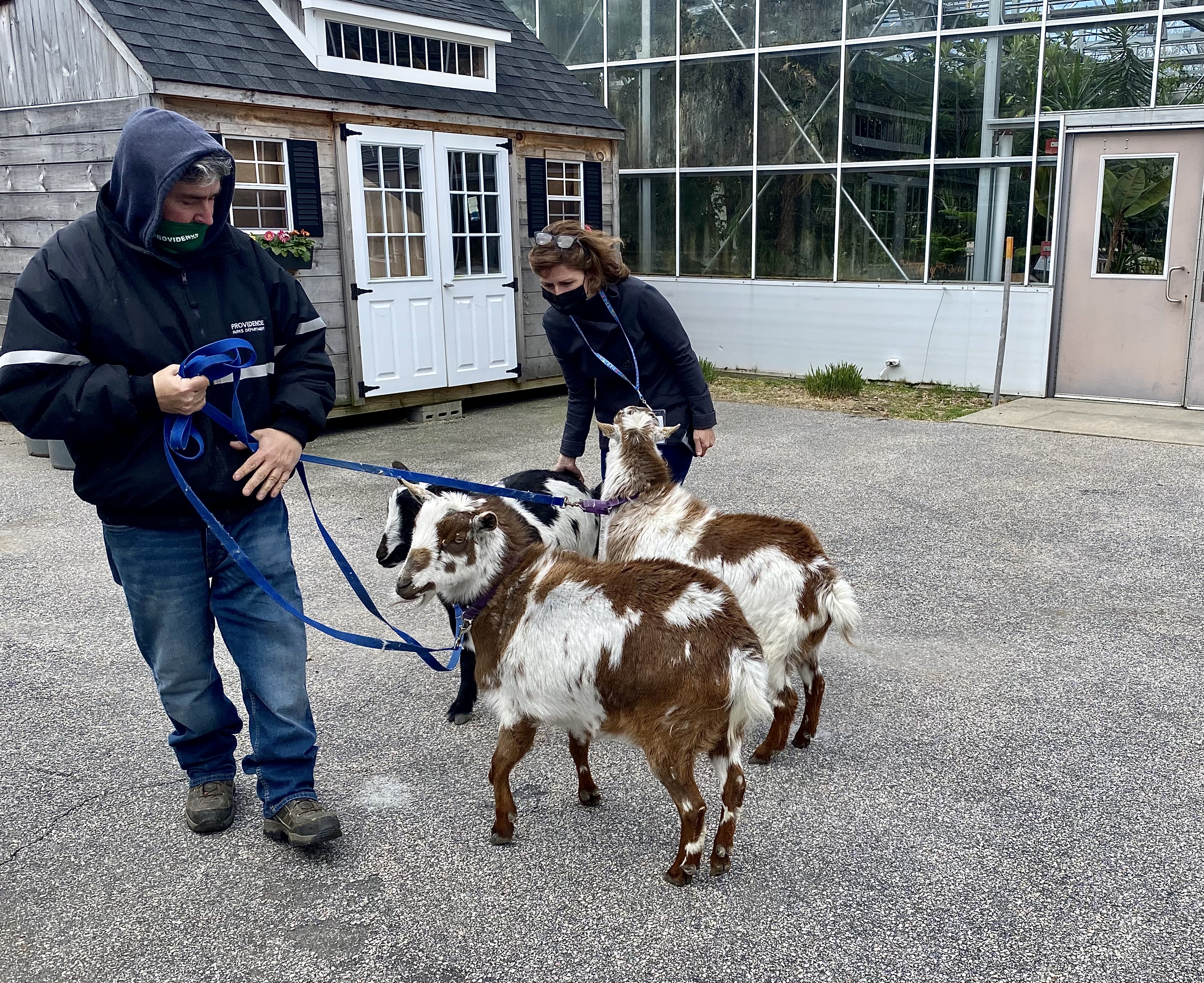 Goats at the Roger Williams Park Botanical Center in Providence are used as environmentally-friendly way to get rid of weeds, such as poison ivy, instead of using harsh chemicals and pesticides.