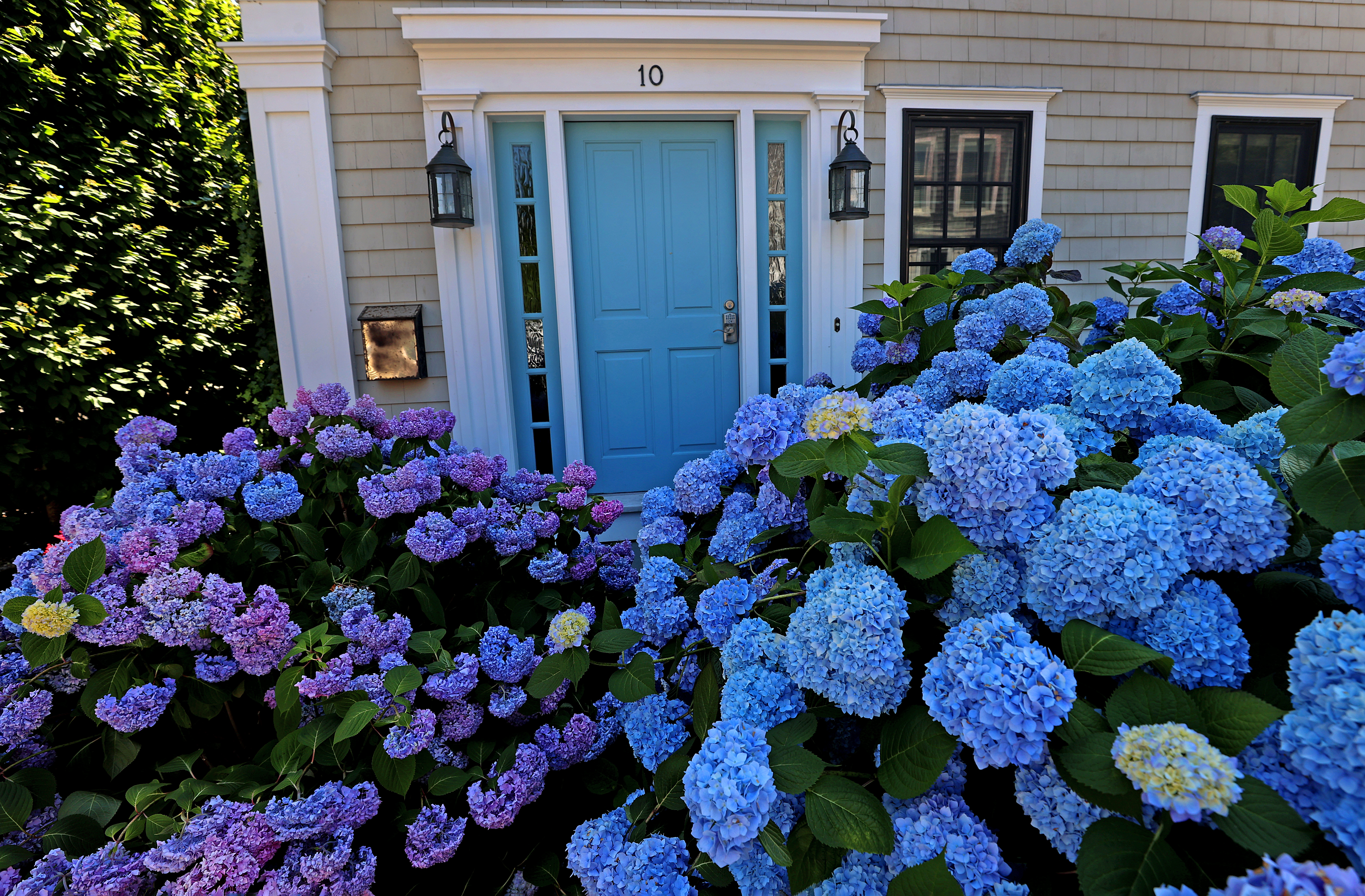 Which hydrangea varieties are right for your garden?