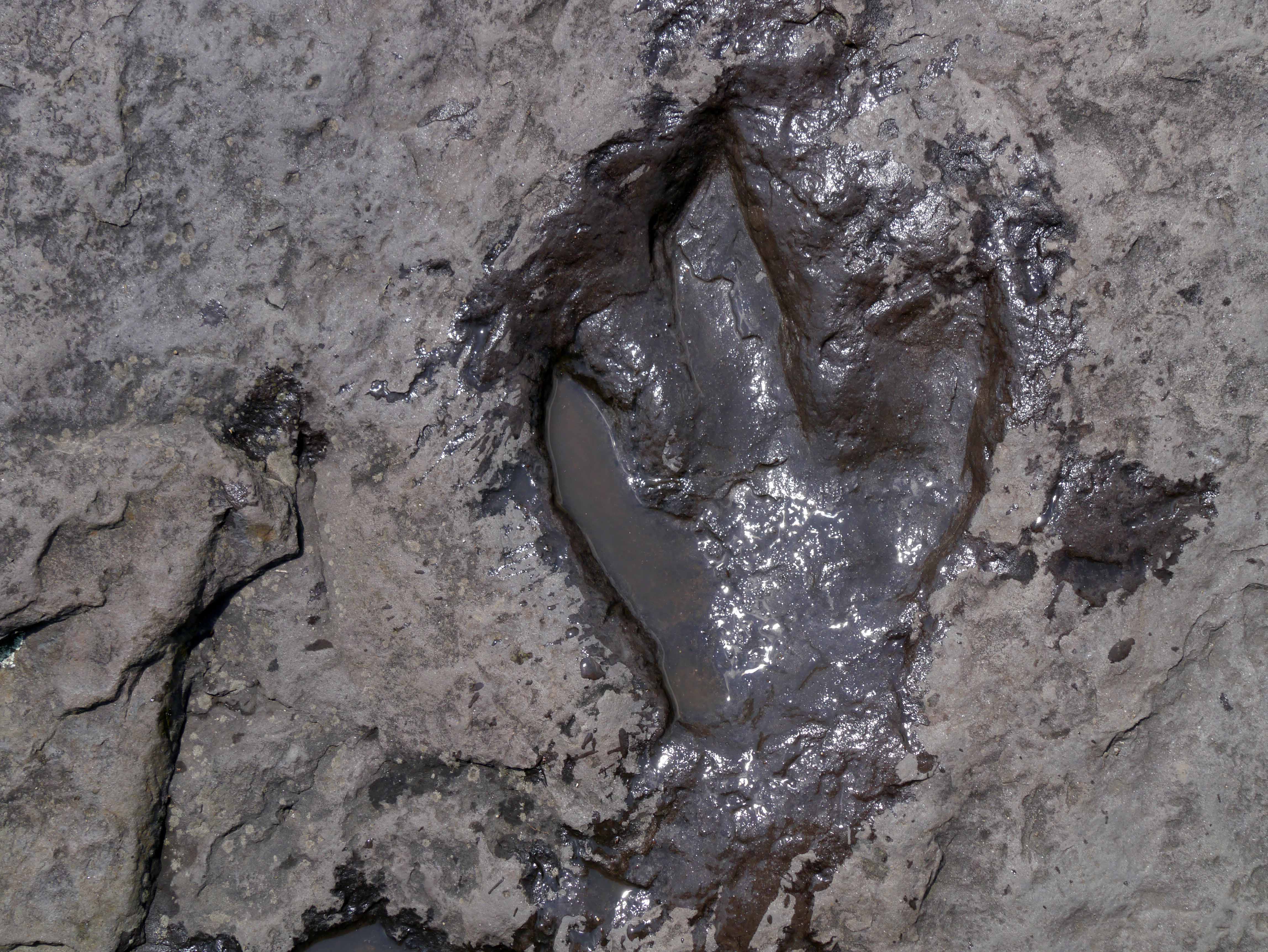 dinosaur footprints reservation