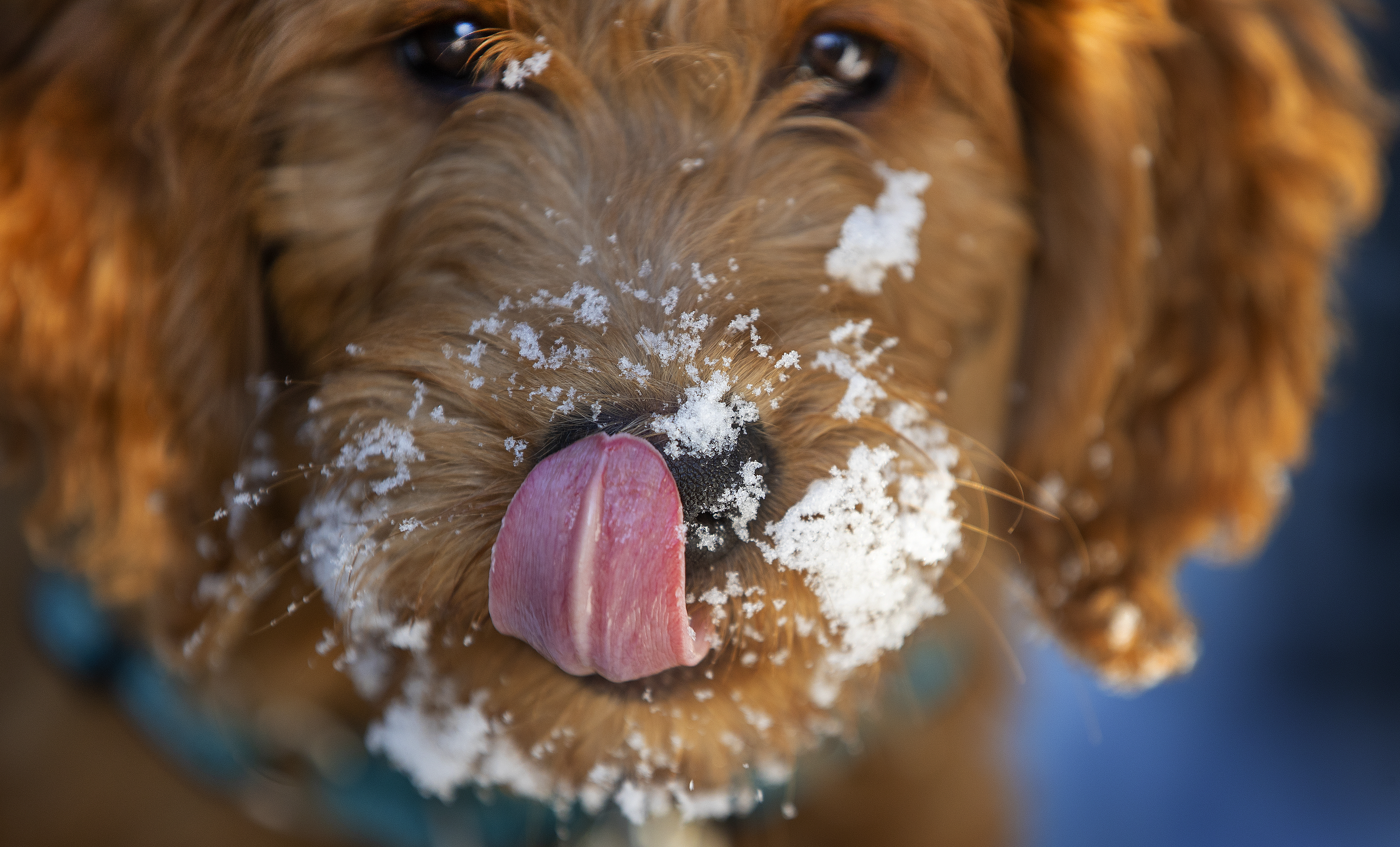 An eight-week-old puppy in Quincy licks her lips after playing in the powdery snow.