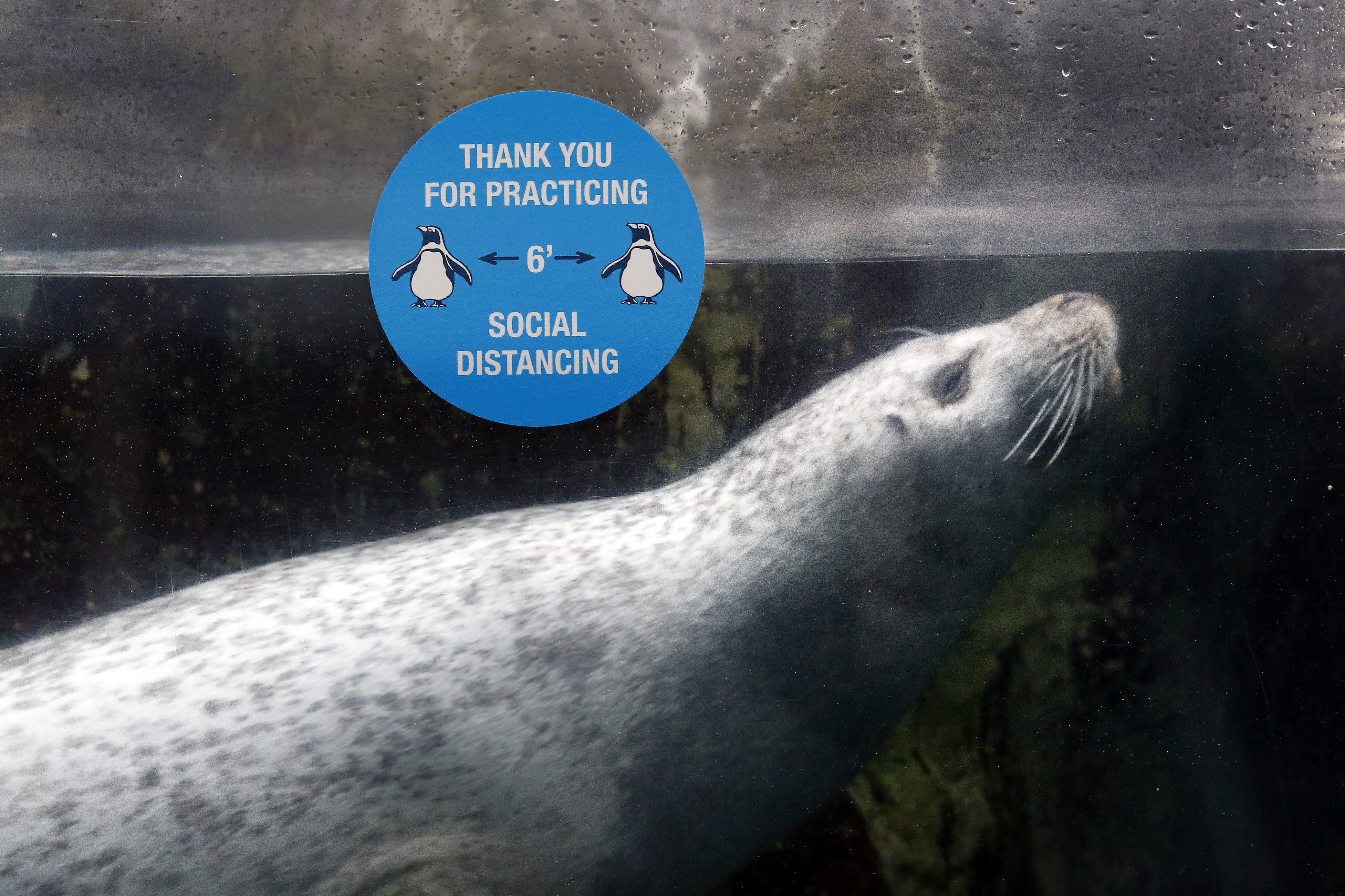 At the New England Aquarium, a seal swam past a sure-fire sign of the coronavirus era.