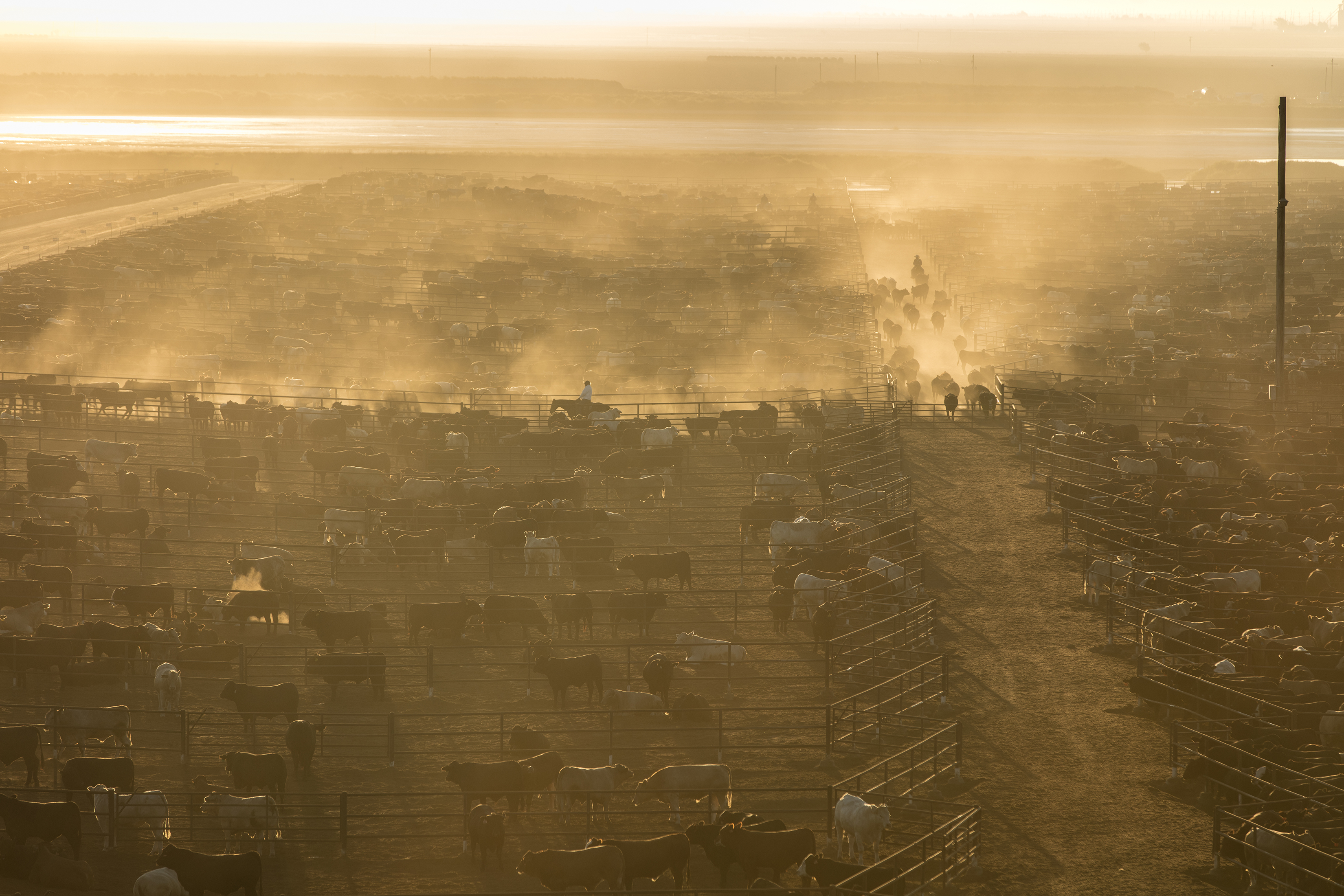 A cattle feedlot in Tulia, Texas.