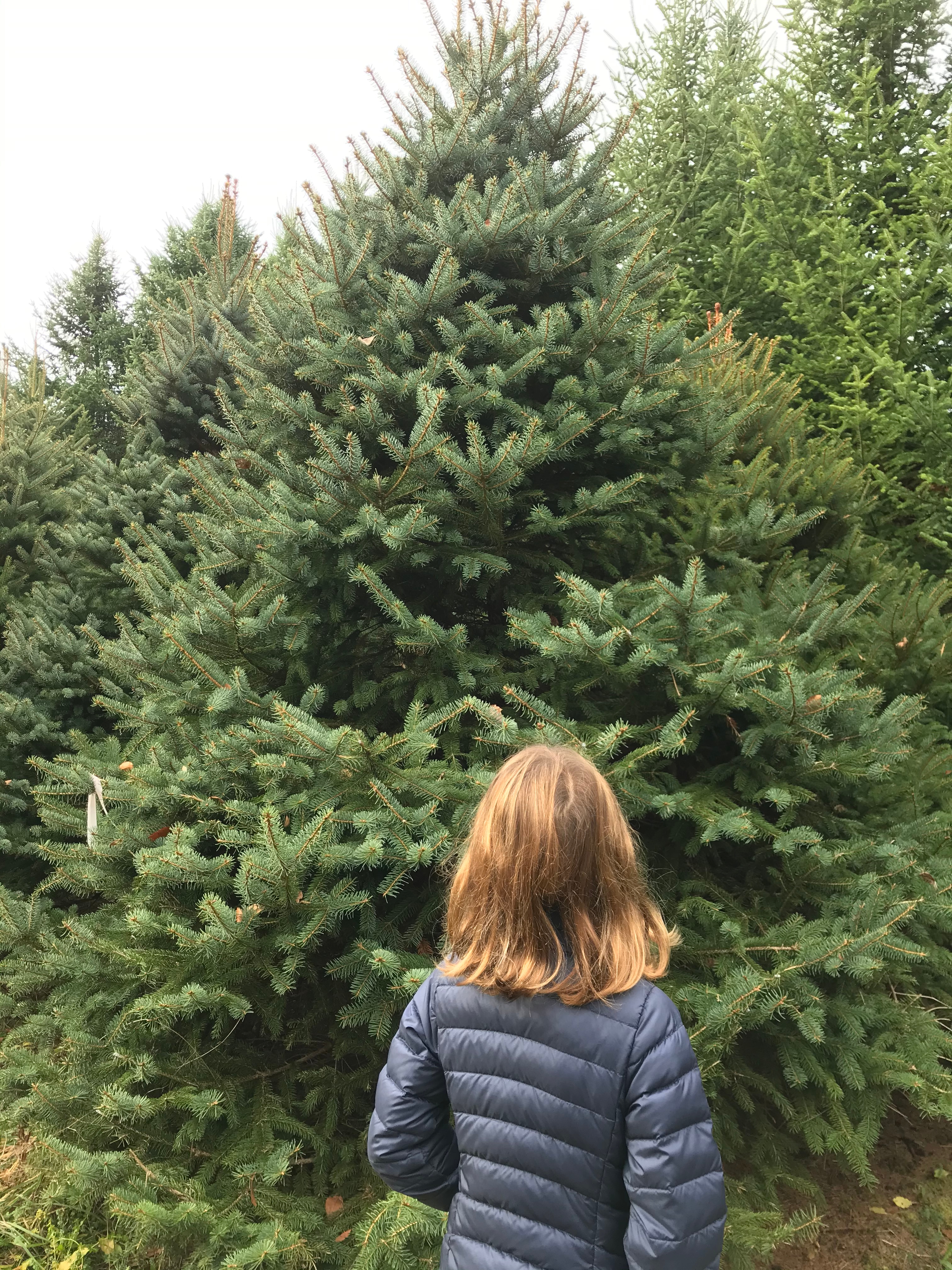 Walking among the trees at Springfed Tree Farm in Bennington, Vt.