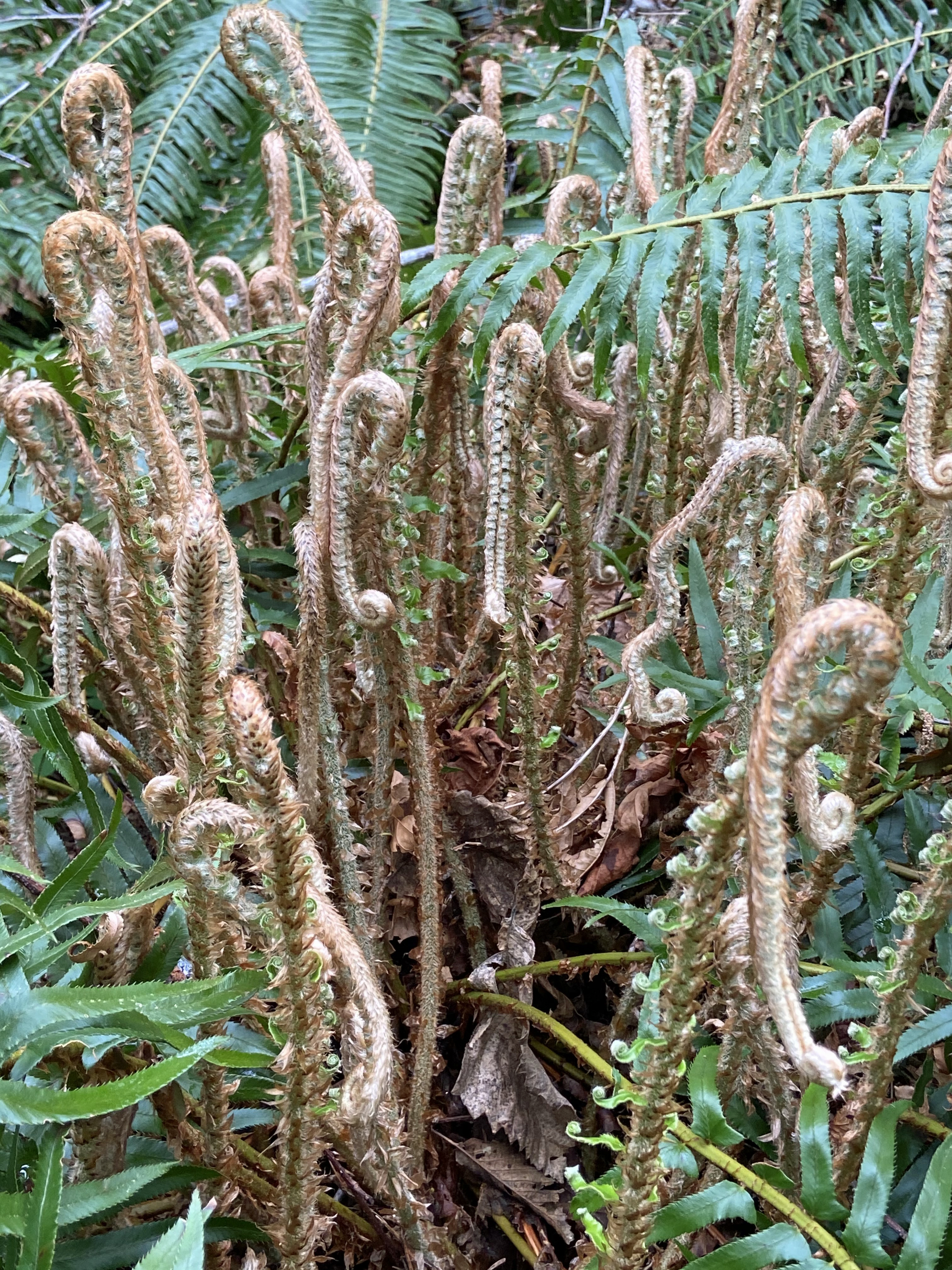 We saw unusual plant life in the trails near Lake Quinault. A fellow hiker said, “I’ve never seen anything like this — and I’m from Tacoma.” (Not far away!)
