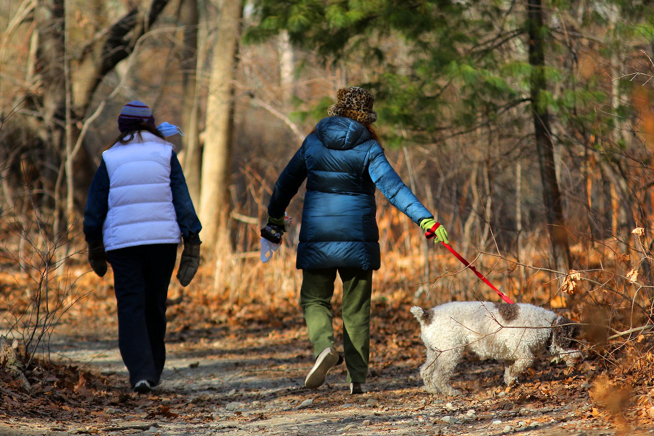Today, the trails around Brook Farm are favored by dog-walkers.