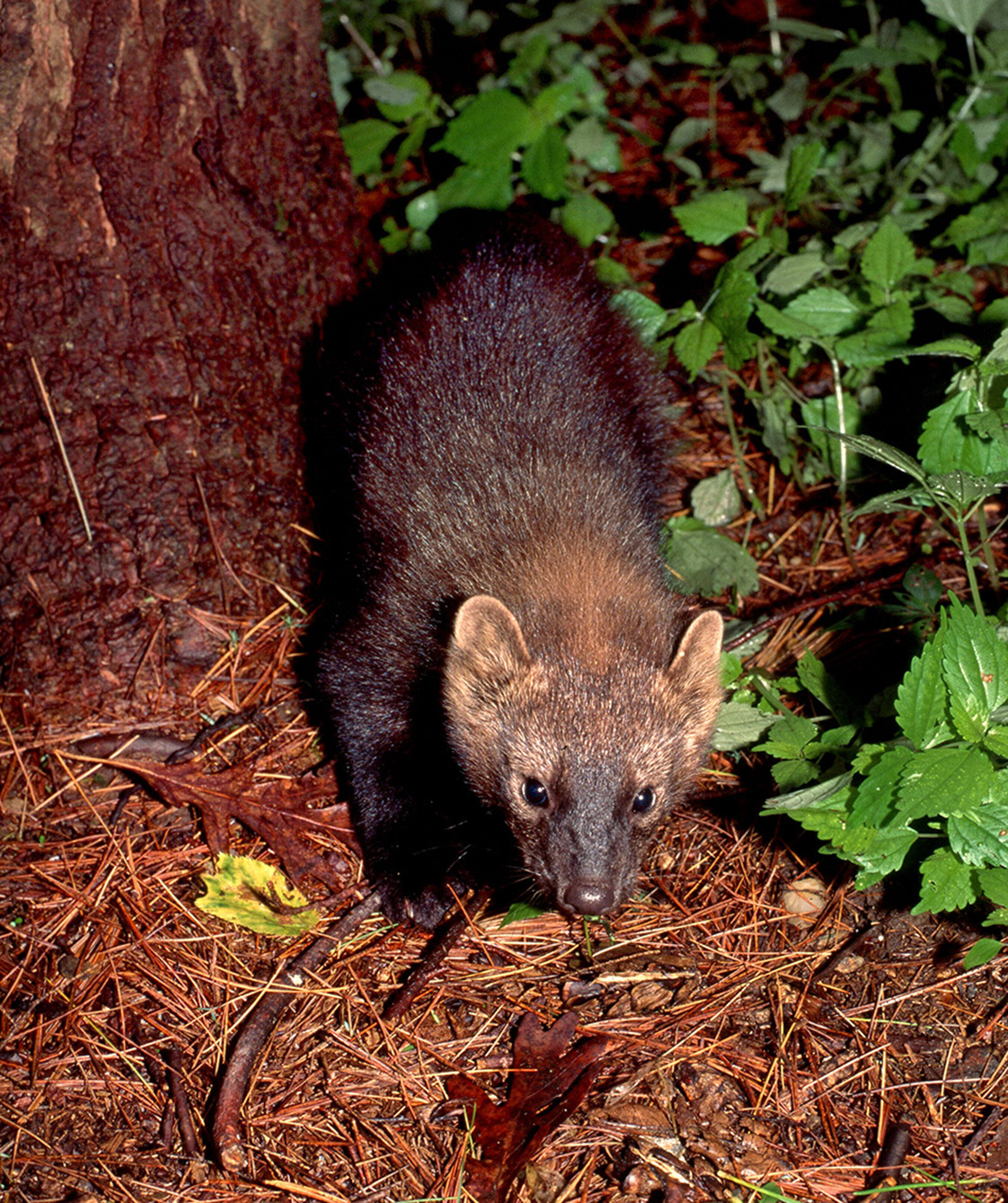 Fisher cats are being spotted in New England. What are they?