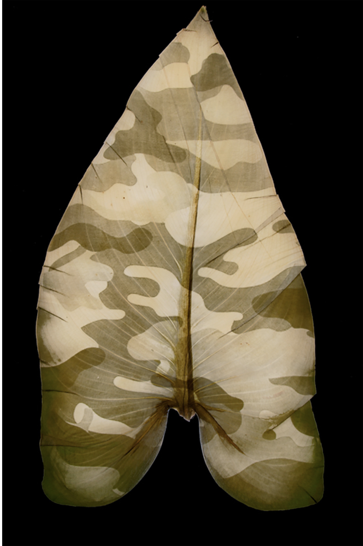 Binh Danh, "From Military Foliage"