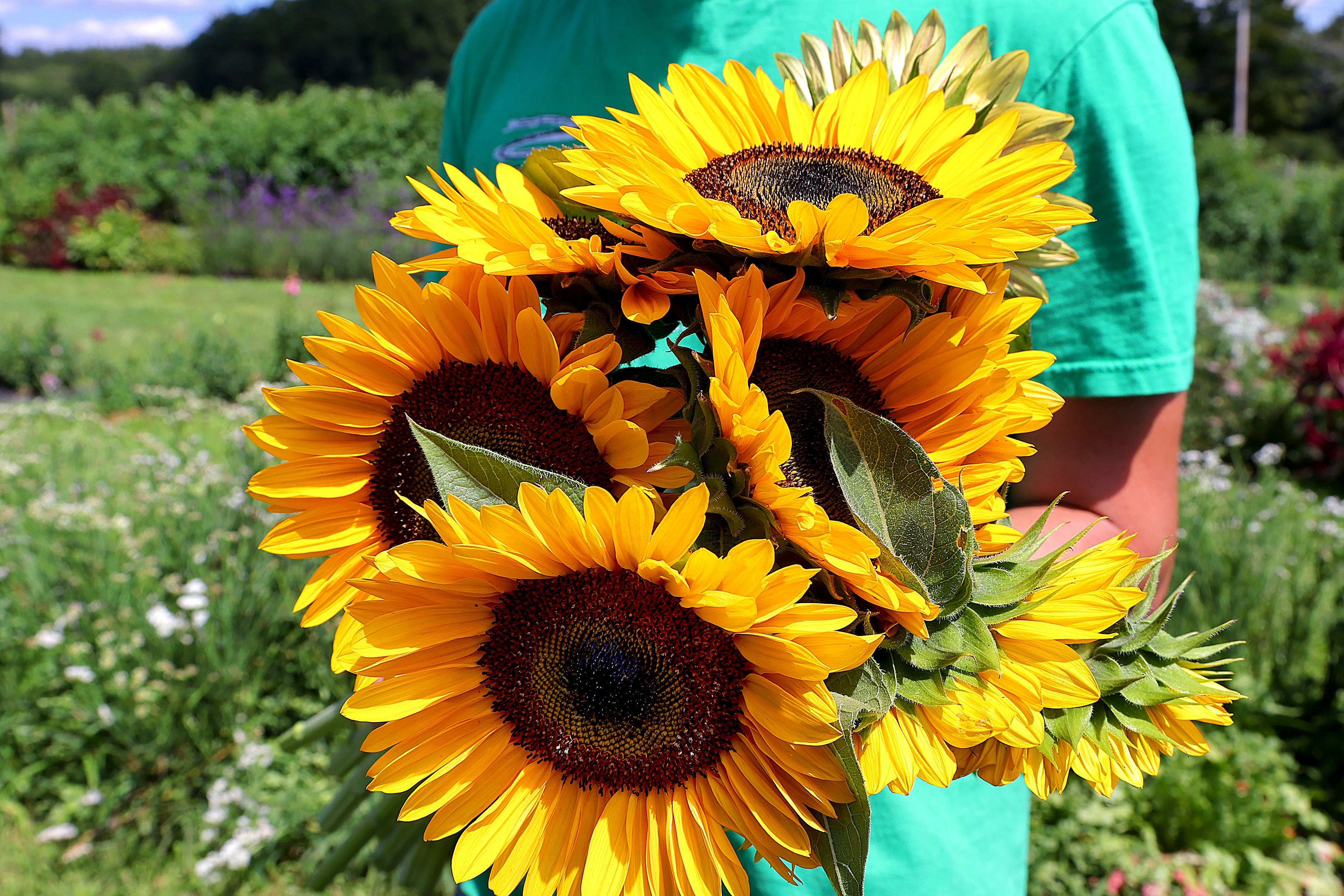 Sunflower field worker finds joy in harves