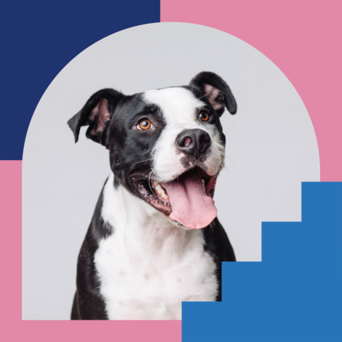 Pet Adoption and Supply Drive at Oakbrook Center
