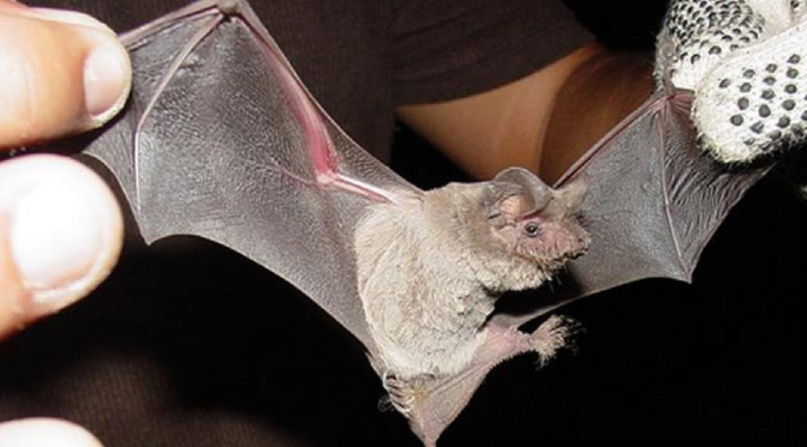 Murciélagos en escuela de Salta: estudian si tienen rabia | canal26.com
