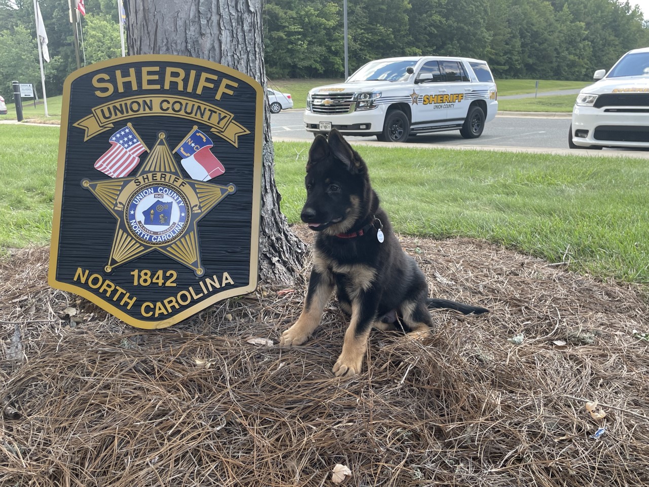 And the winner is … Union County Sheriff's Office announces new name of new  K-9 puppy – WSOC TV