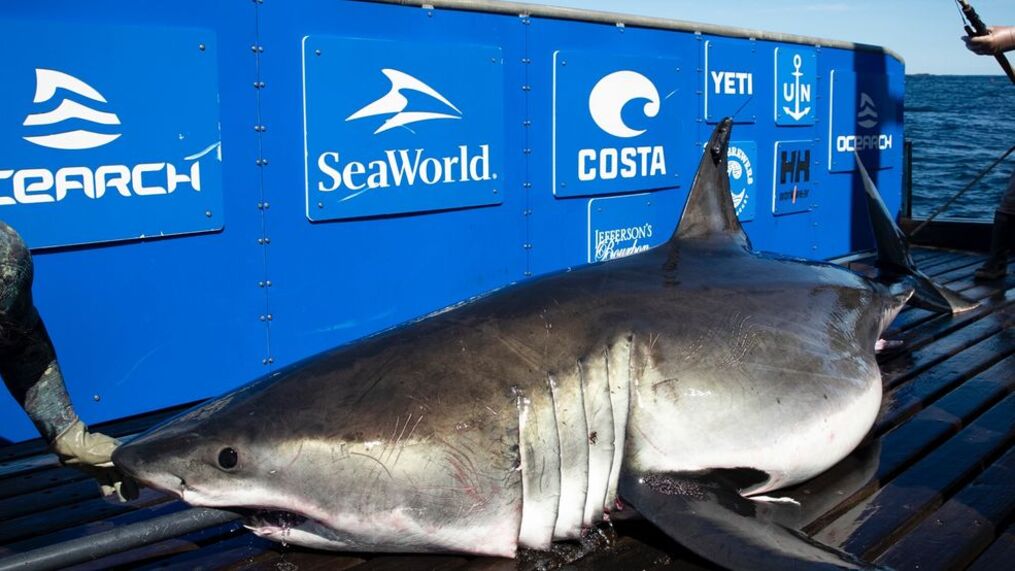 Mysterious Grouping of Great White Sharks Spotted Off Carolina Coasts