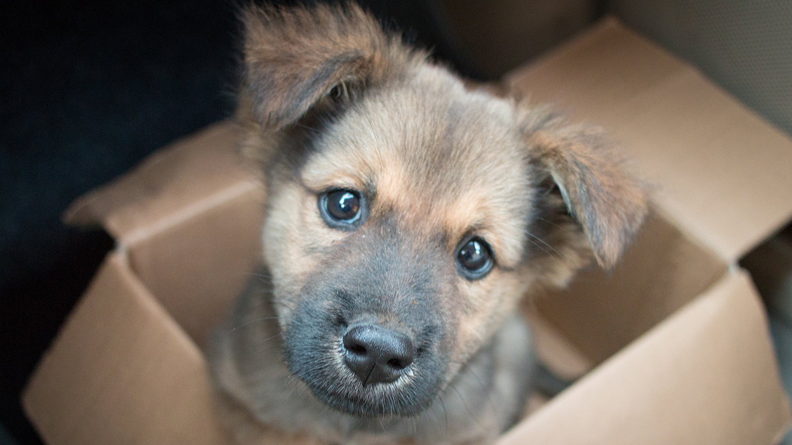 Seattle Mariners adopt dog to save him from euthanasia