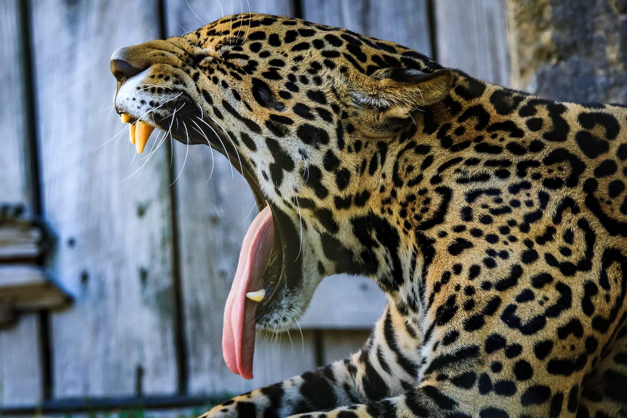 Jacksonville Zoo and Gardens catches another case of Jaguar fever