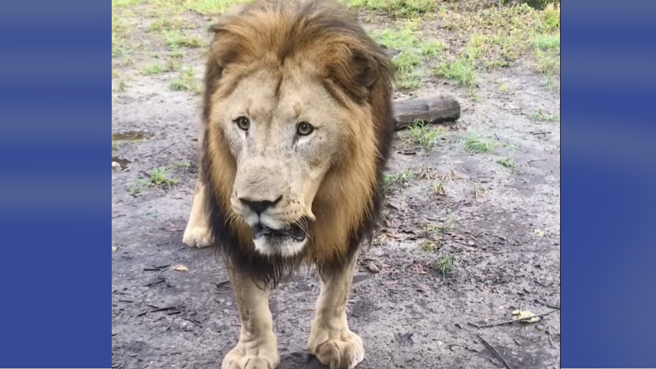 Jacksonville Zoo announces death of lion – KIRO 7 News Seattle