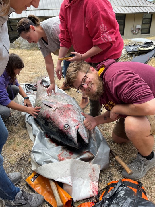 Bluefin tuna washes up far from home near B.C. Gulf Islands