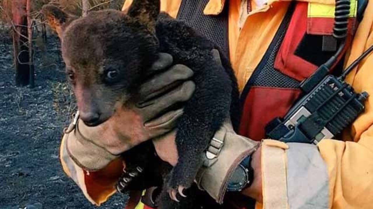 Bear cub rescued from 277acre Lake County brush fire WDBO