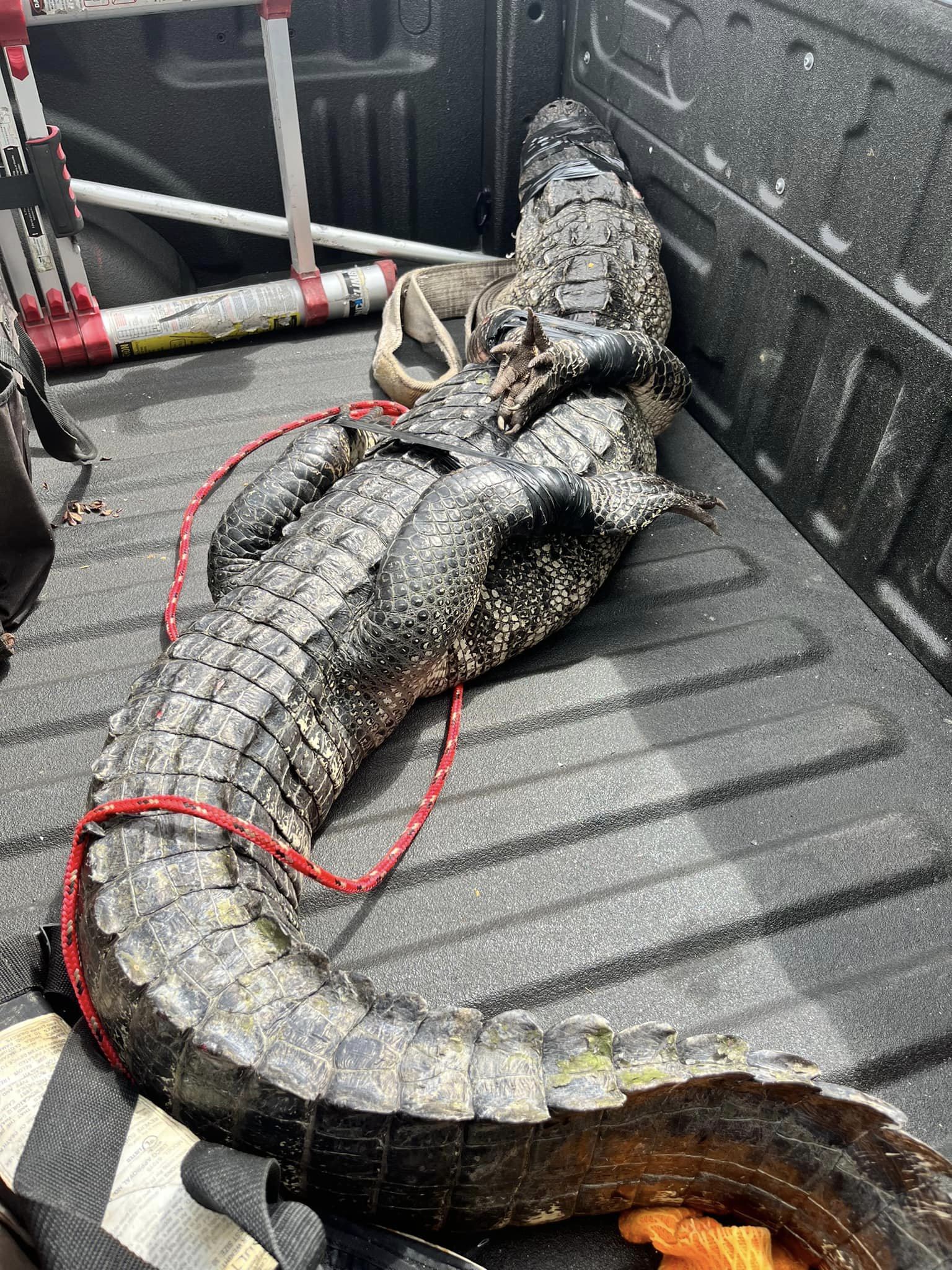 Later gator: Deputies wrangle alligator 'loitering' at Florida Wendy's –  WFTV