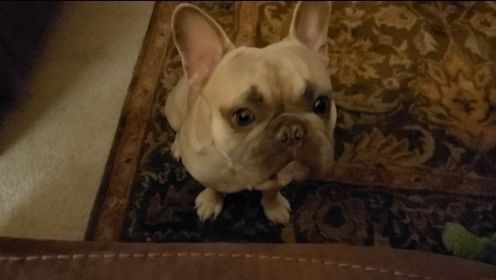 French bulldog stolen at gunpoint in Orlando