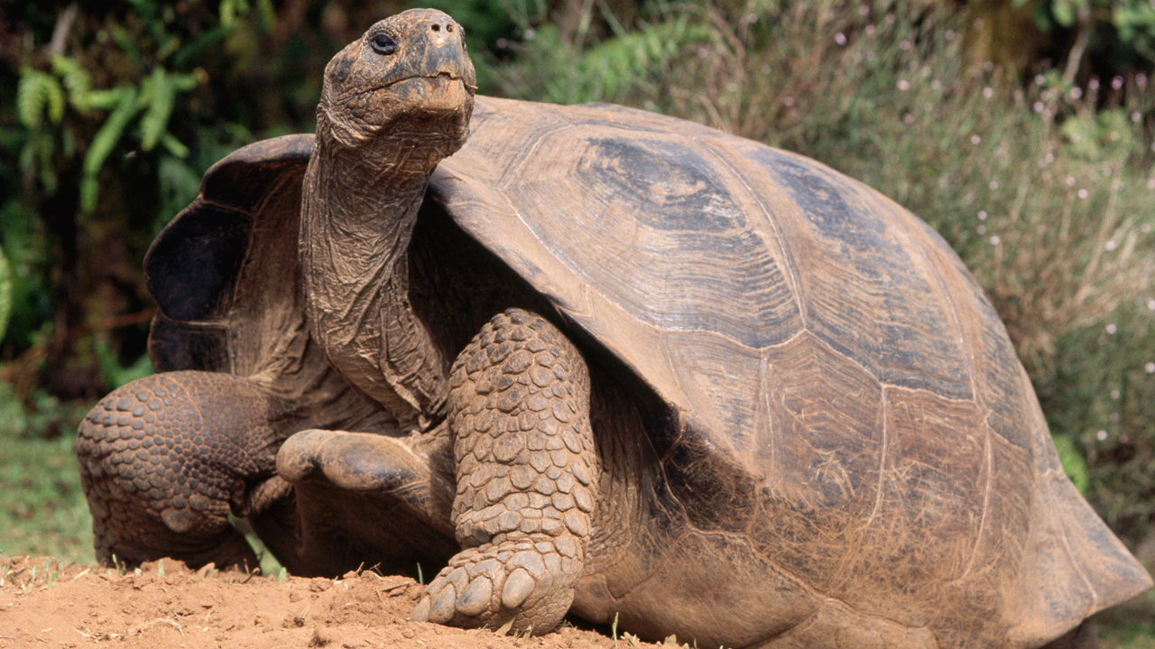 vienna-zoo-s-giant-tortoise-dies-was-at-least-130-years-old-officials