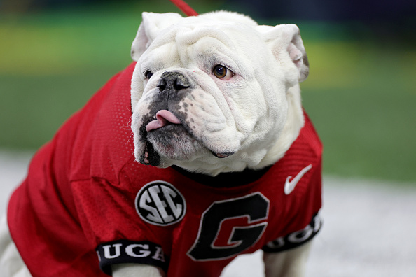 Uga XI, a puppy named Boom, was introduced at the Georgia spring game