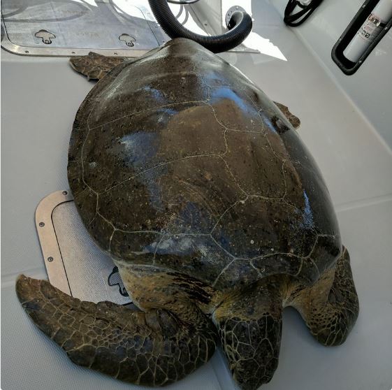 Coast Guard rescues huge turtle, names it ‘Harvey’ – WDBO