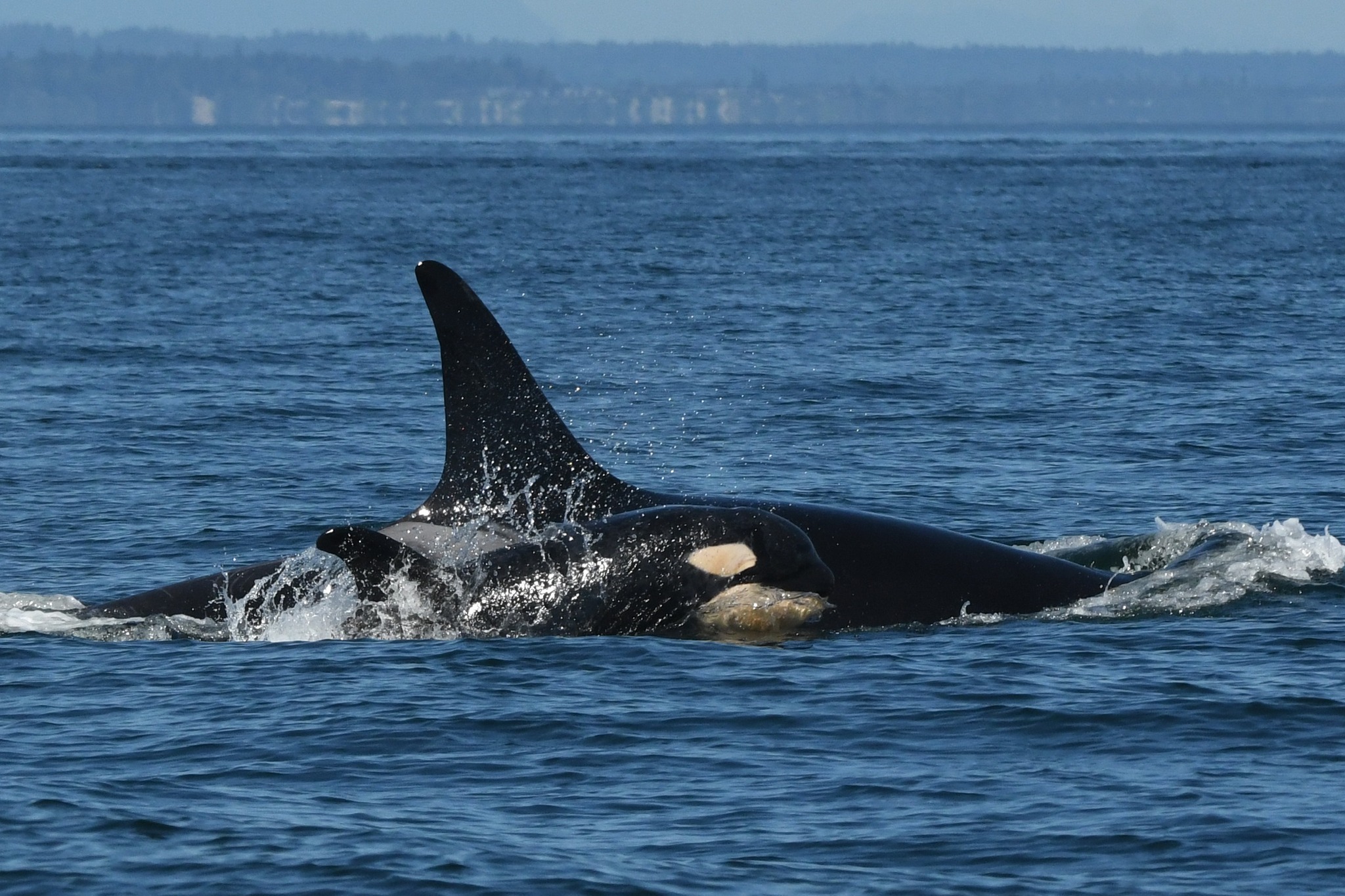 Trawl vessels caught 10 killer whales in 23 off Alaska federal