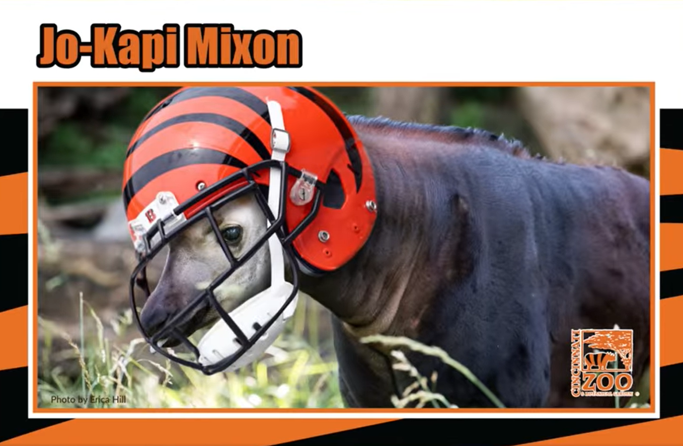 Super Bowl Bet: LA Zoo and Cincinnati Zoo Wager Over a Bengal or Ram – NBC  Los Angeles