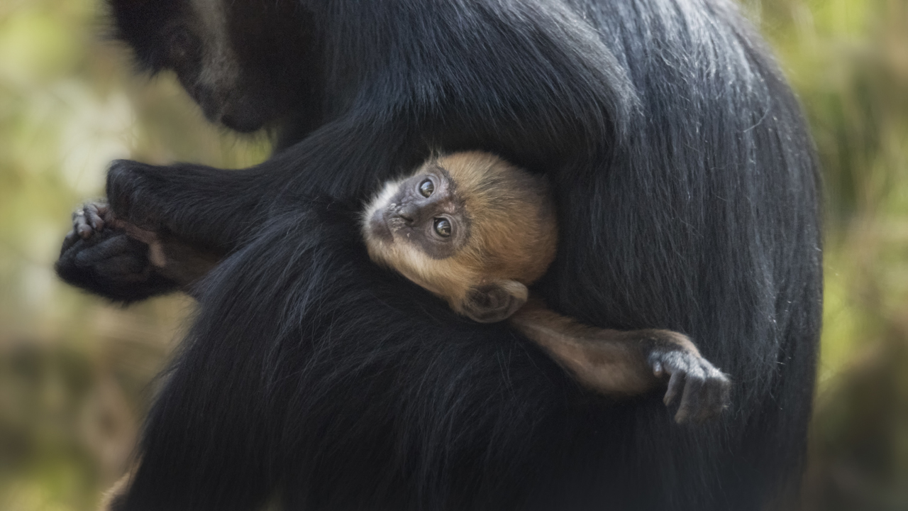 This Incredibly Rare Baby Monkey Was Just Born at an Ohio Zoo— See the  Adorable Photos