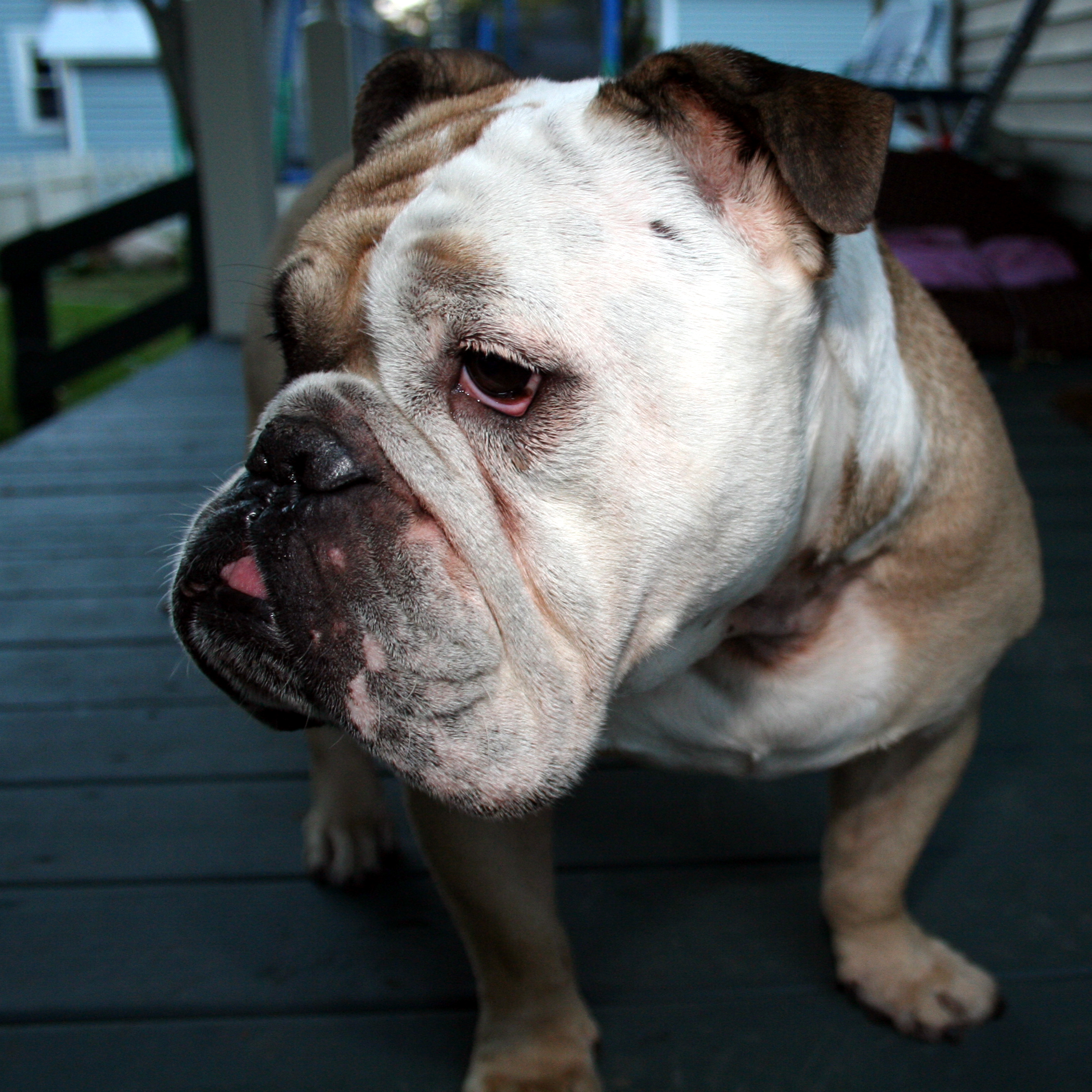 Puppy's collar triggers massive home explosion WDBO