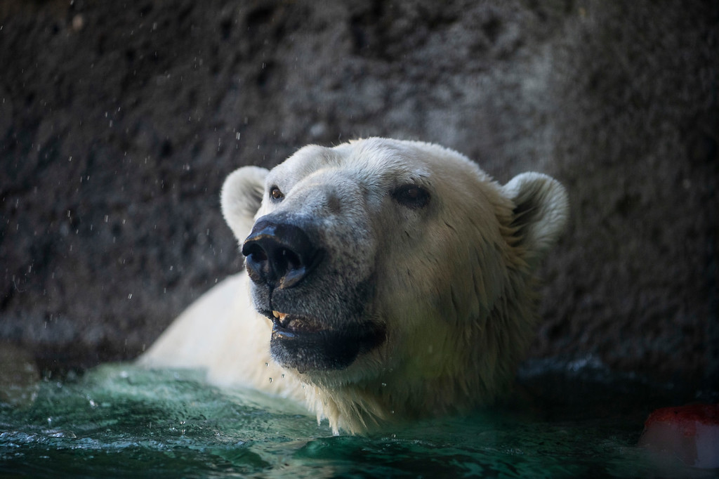 New York Mets on X: The Polar Bear on the prowl in the Pacific