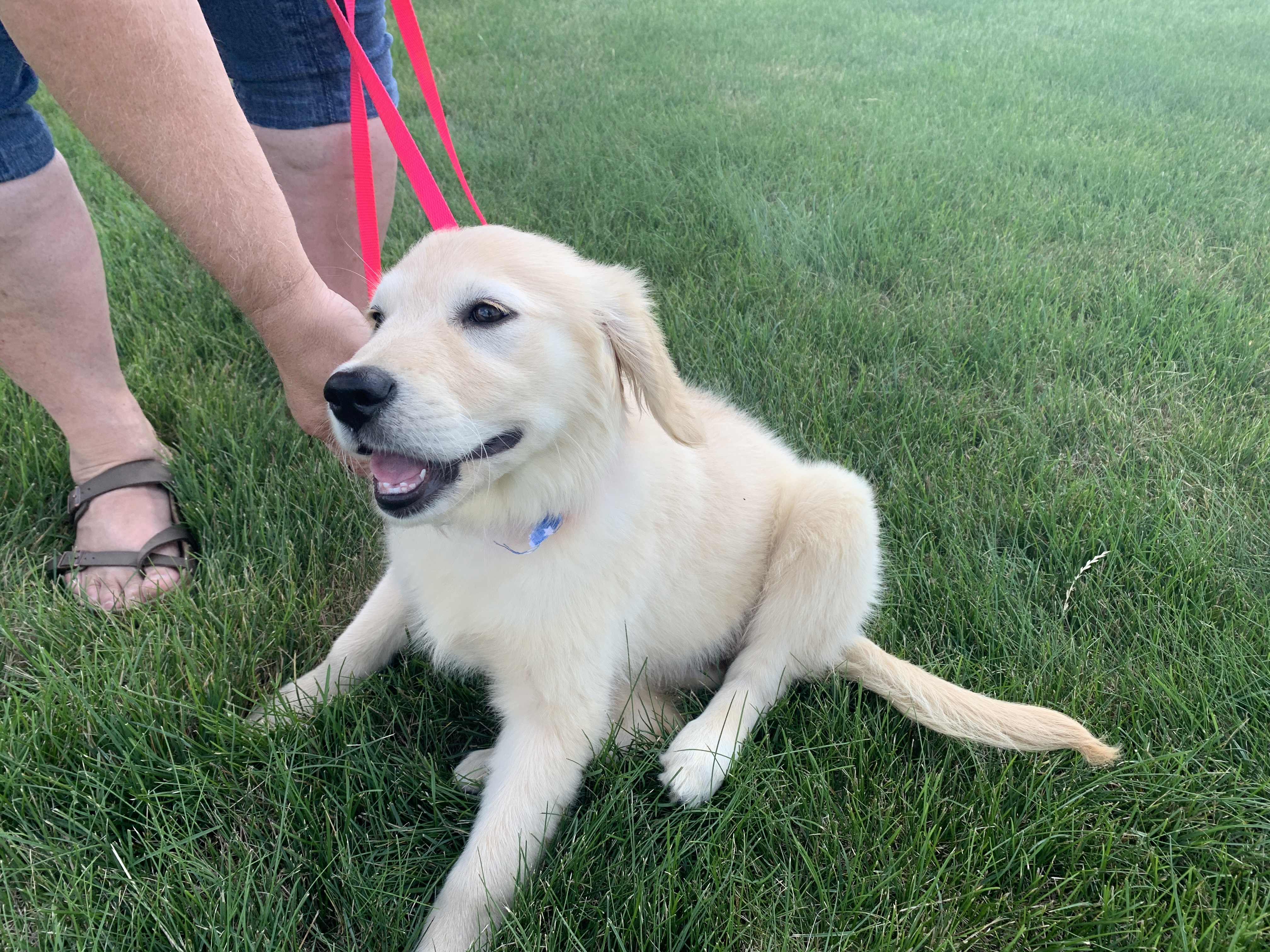 Clark County Humane Society finds forever homes for new Golden Retriever  puppies