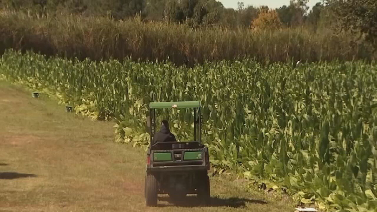 central florida tobacco co llc Florida's only cigar tobacco farm escapes major damage from overnight frost  – WFTV