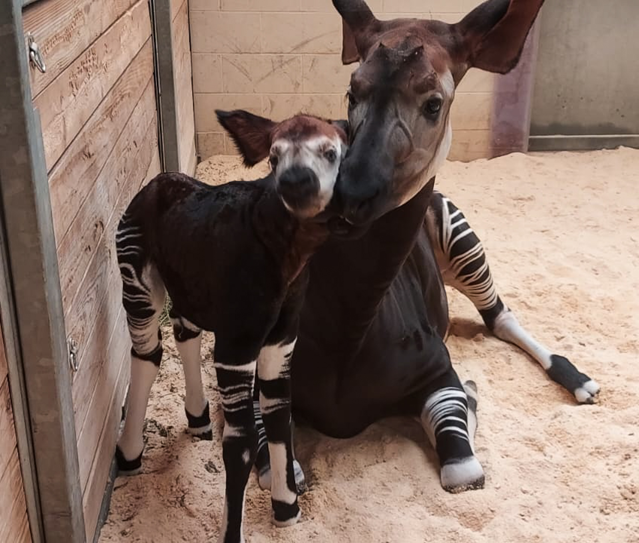 Rare Endangered Okapi Born At Oklahoma City Zoo Action News Jax