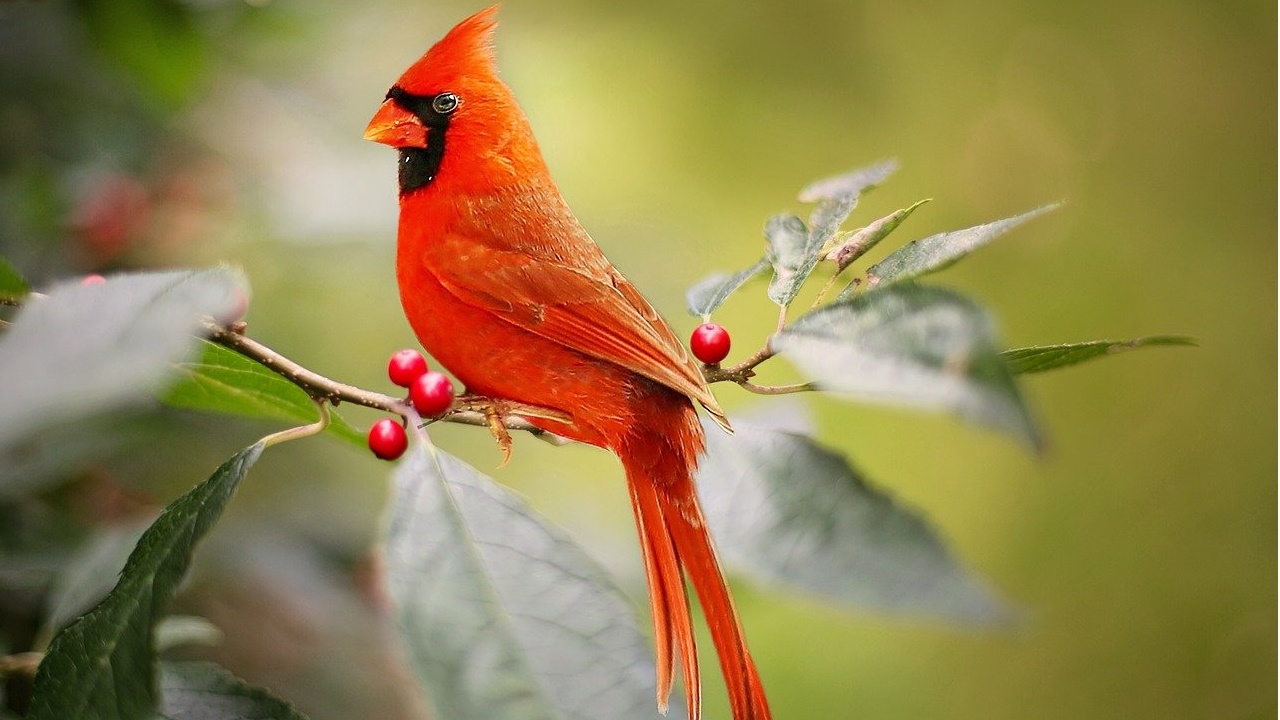 Half-male half-female northern cardinal with bizarre split plumage