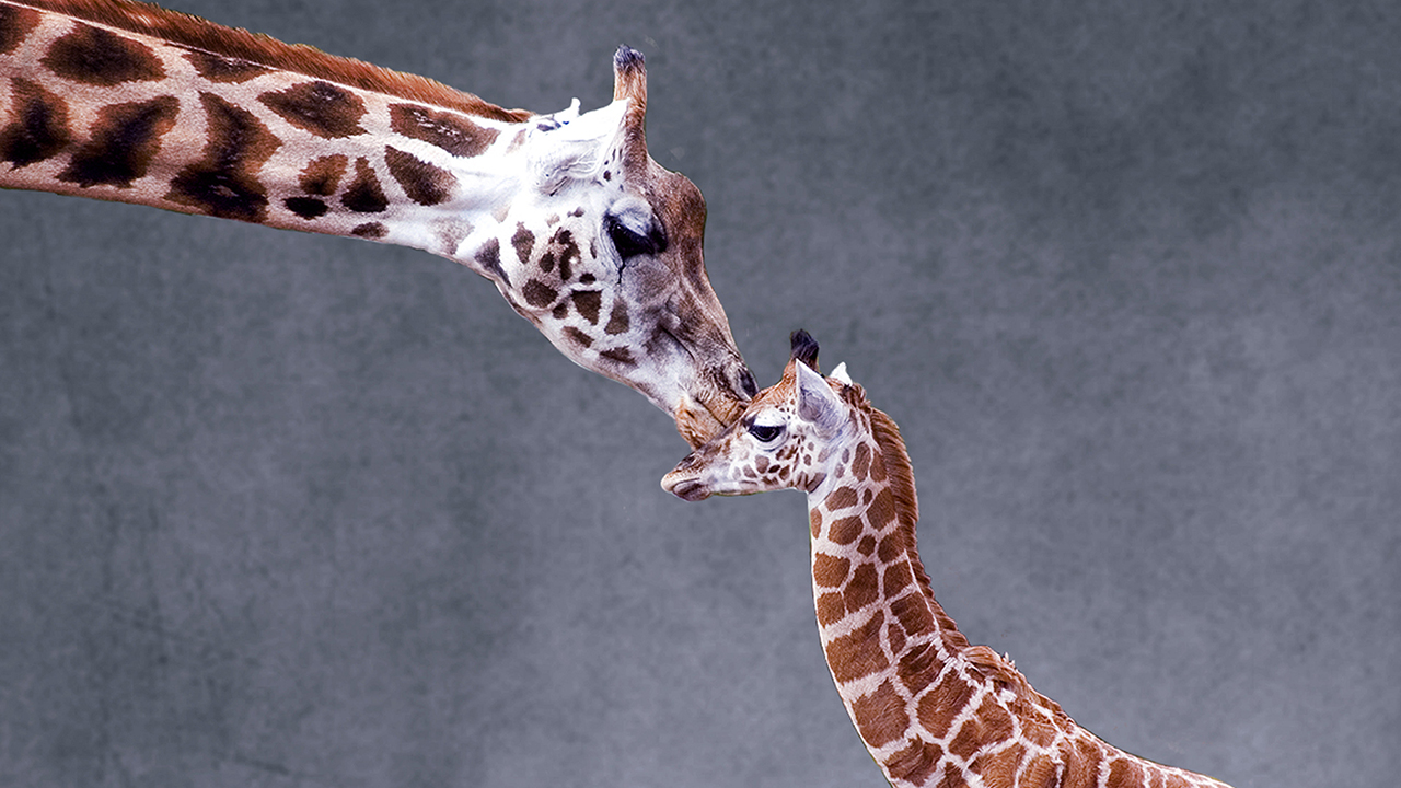 etiquette Chemicus Sanctie Zoo Miami's baby giraffe makes public debut; see the adorable photos – WHIO  TV 7 and WHIO Radio