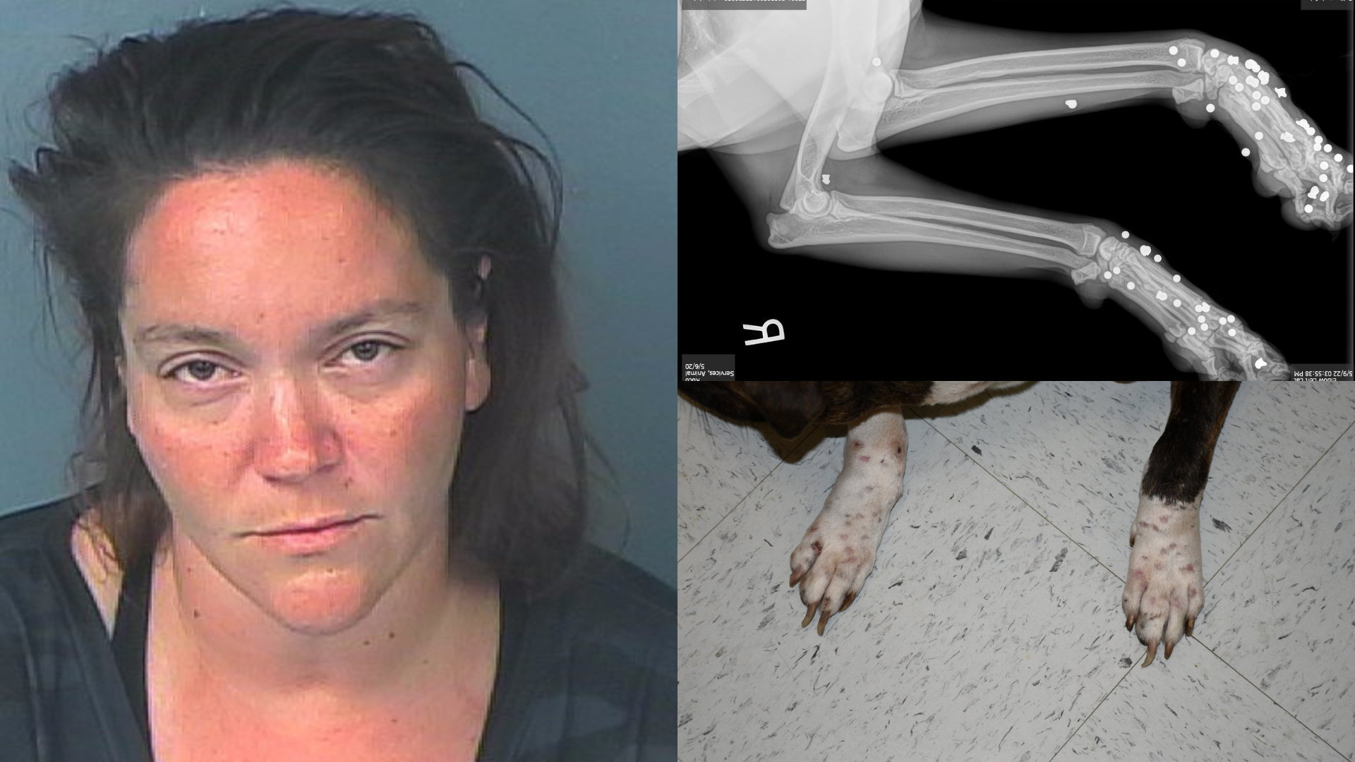 Is It Legal To Shoot A Dog With A Bb Gun In Your Yard