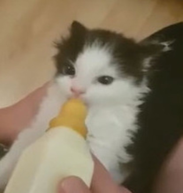 Kitten wiggles ears while being bottle fed, internet falls in love – WDBO