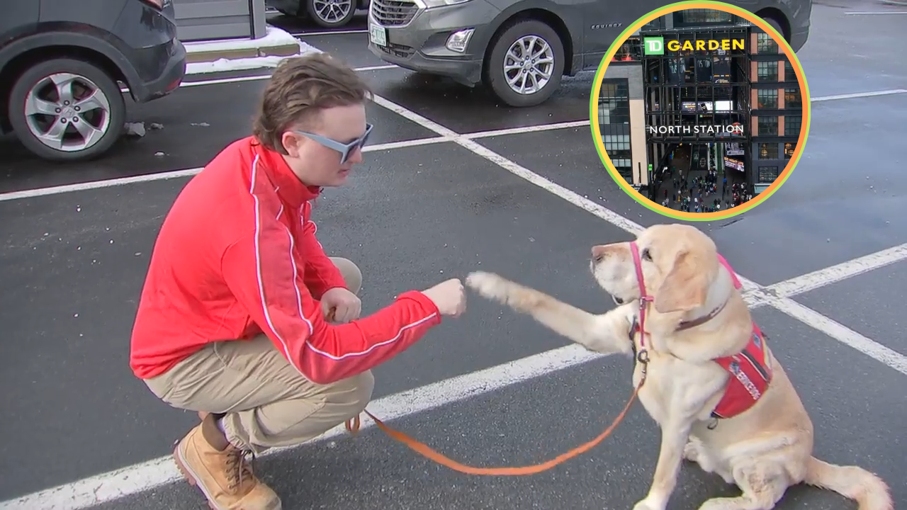 He helps me': Service dog denied entry at TD Garden, owner says it