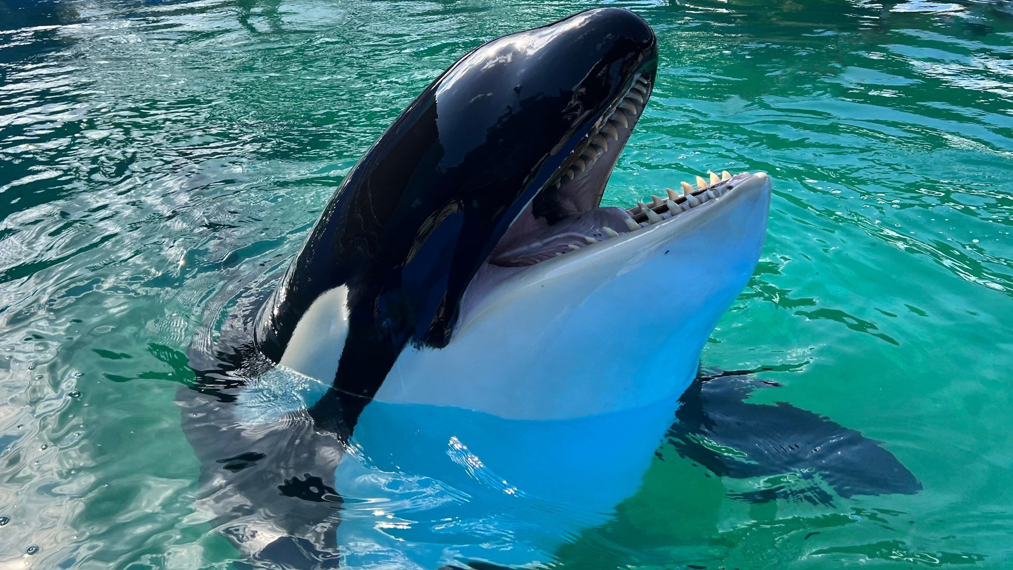 Lolita the orca being trained for move out of Seaquarium