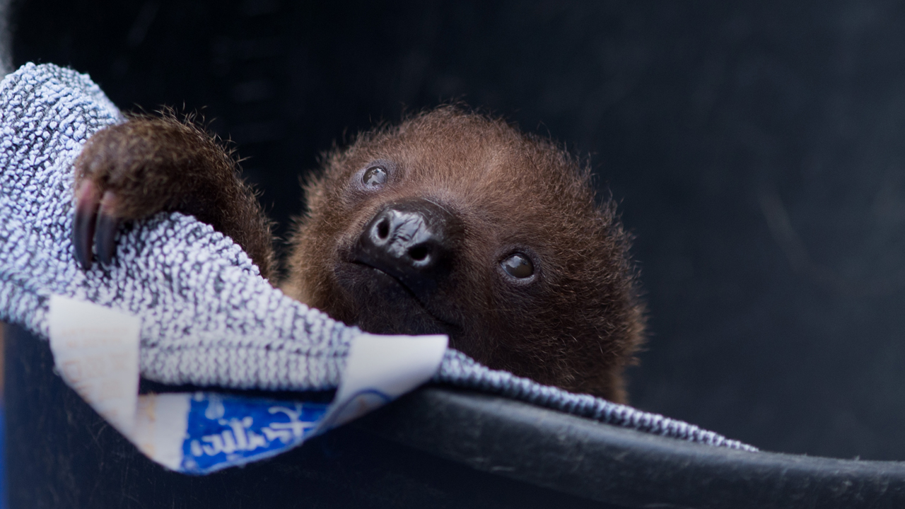 Le Zoo Du Massachusetts Marque Sa Toute Premiere Naissance De Bebe Paresseux Kiro 7 News Seattle Nouvelles Du Monde