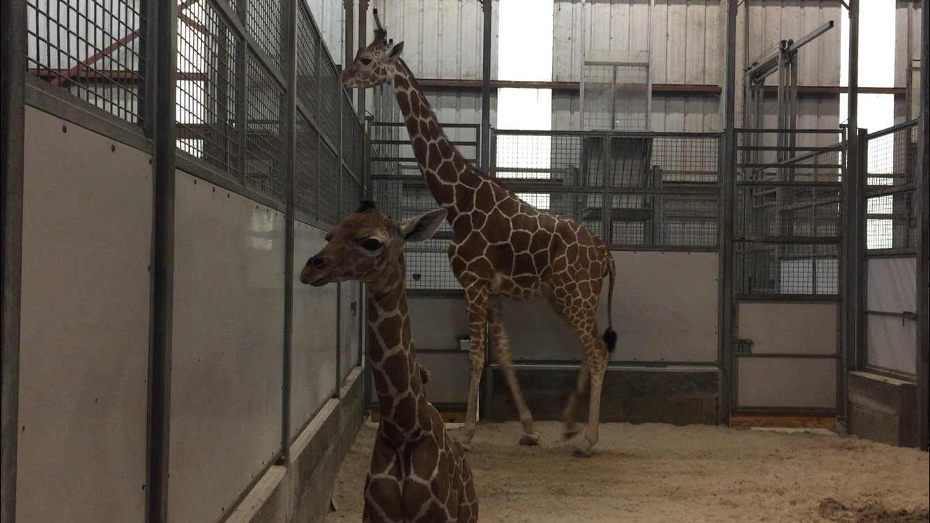 Another one! Jacksonville Zoo and Gardens second new giraffe