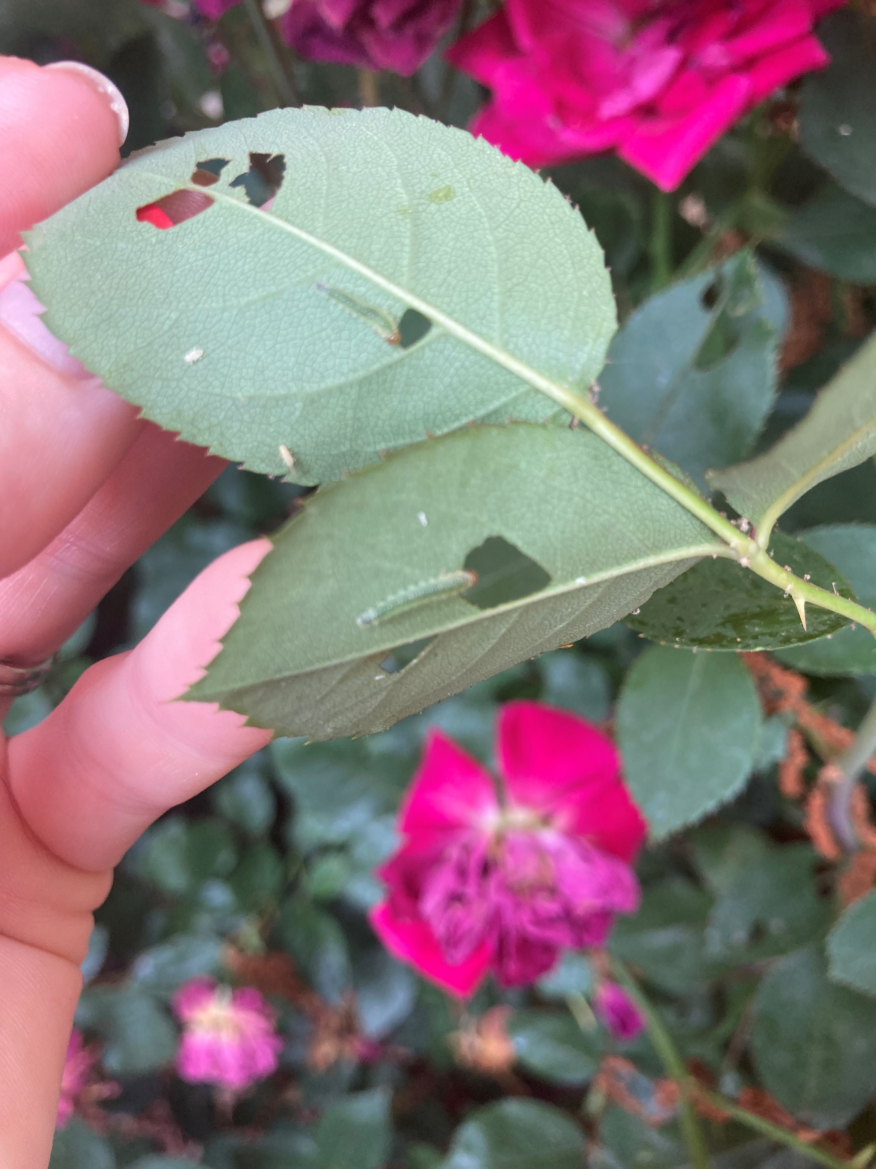 What's eating your rose leaves?