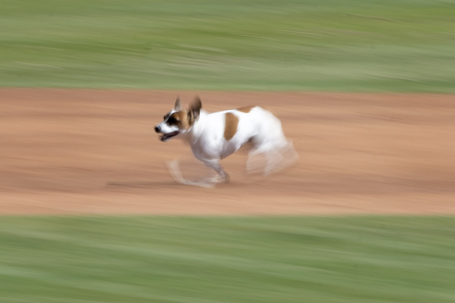 Fast little legs: Russell Terrier Macho declared fastest doggie
