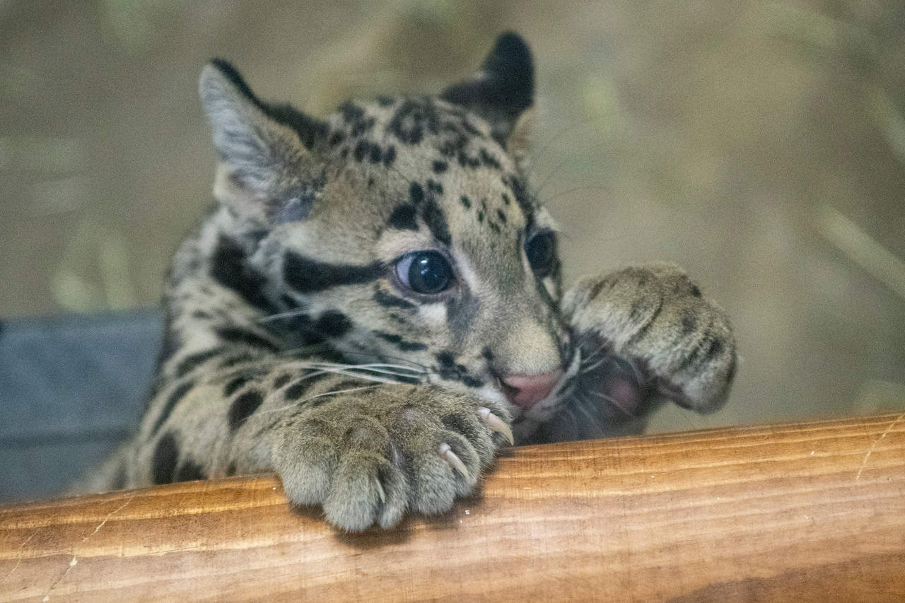 Clouded leopard cub arrives at Point Defiance Zoo – KIRO 7 News