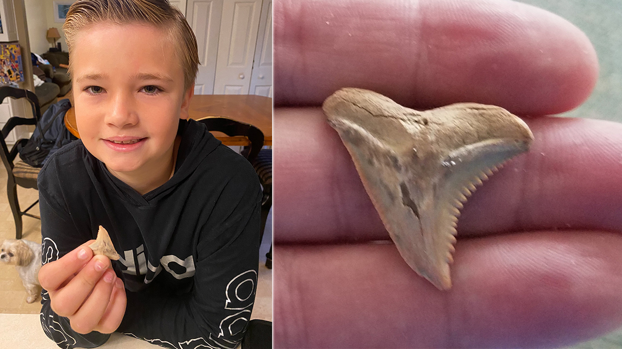 Family finds shark tooth at NC beach that experts say is 15 million years old WSOC TV