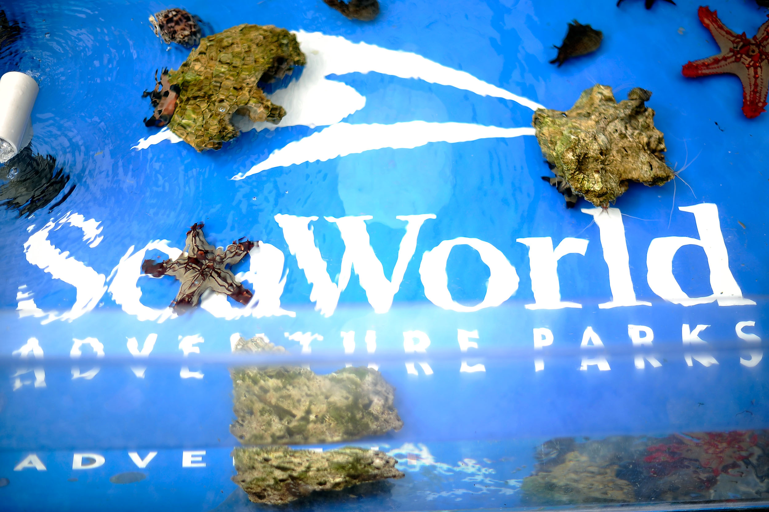 Seaworld releases trailer, takes big step toward new coaster WDBO