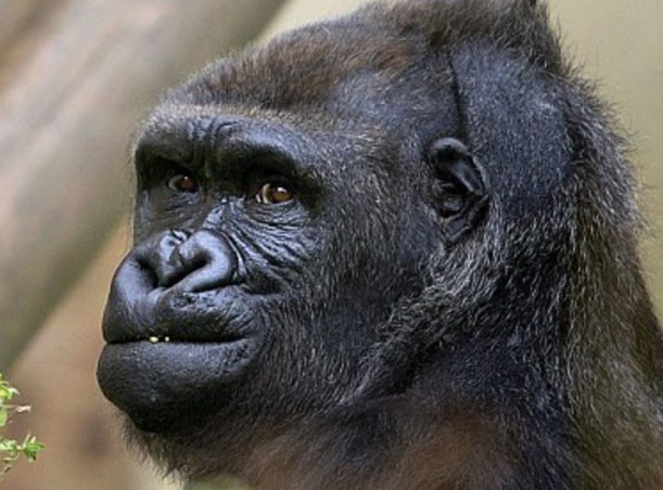 Photo taken at zoo appears to show gorilla giving middle ...